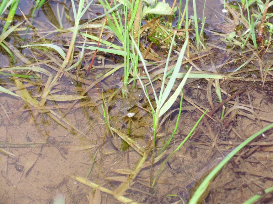 Tipologie di habitat dell''ululone nella collina atesina